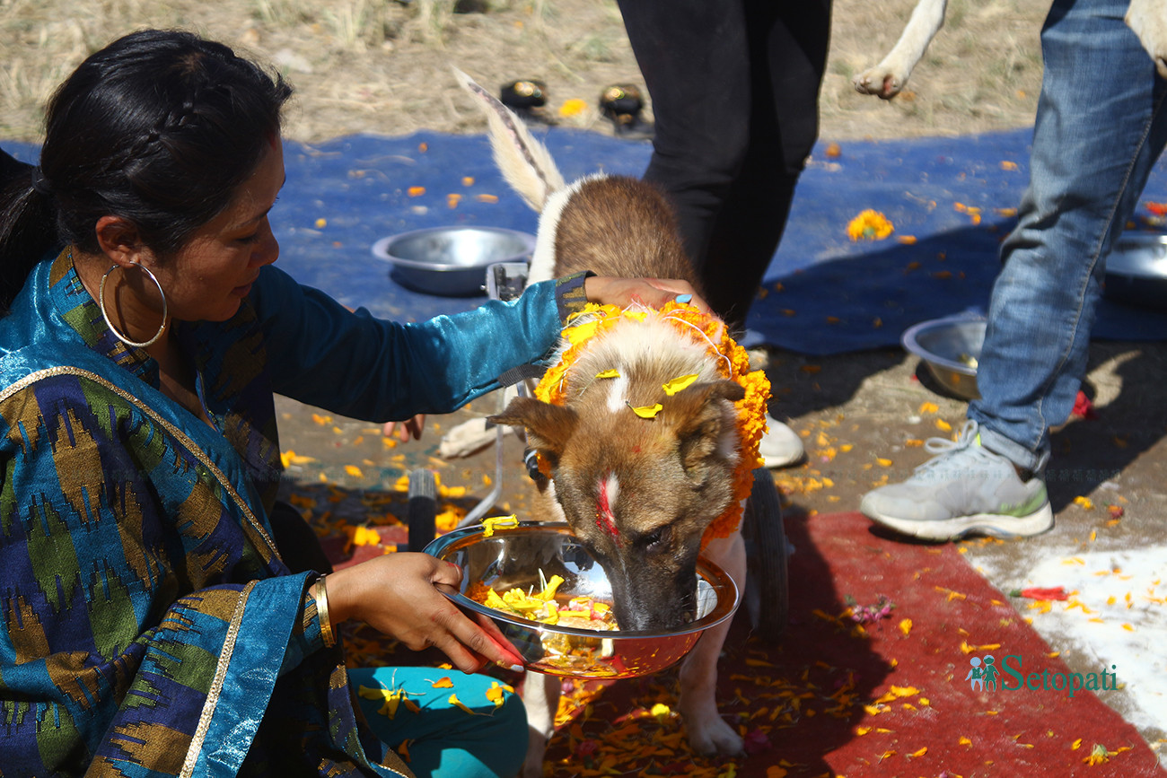 https://raracms.setopati.com/uploads/shares/2019/01/sujita/Kukur tihar  (1).jpg